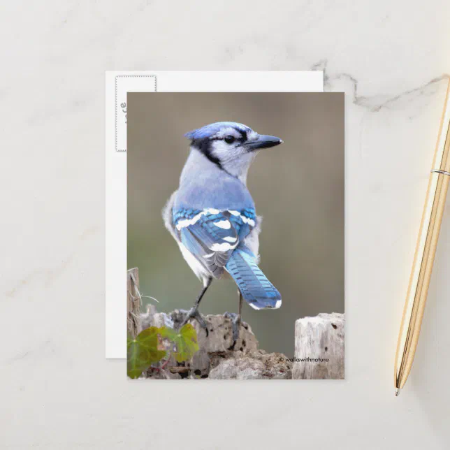 Cute Blue Jay Songbird on Treestump Postcard