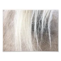 Palomino Faux Canvas Photo Print