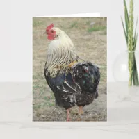 Araucana Rooster Card