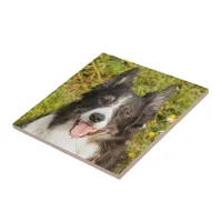 One Very Friendly Border Collie Ceramic Tile