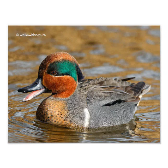 A Chatty Green-Winged Teal Duck at the Pond Photo Print