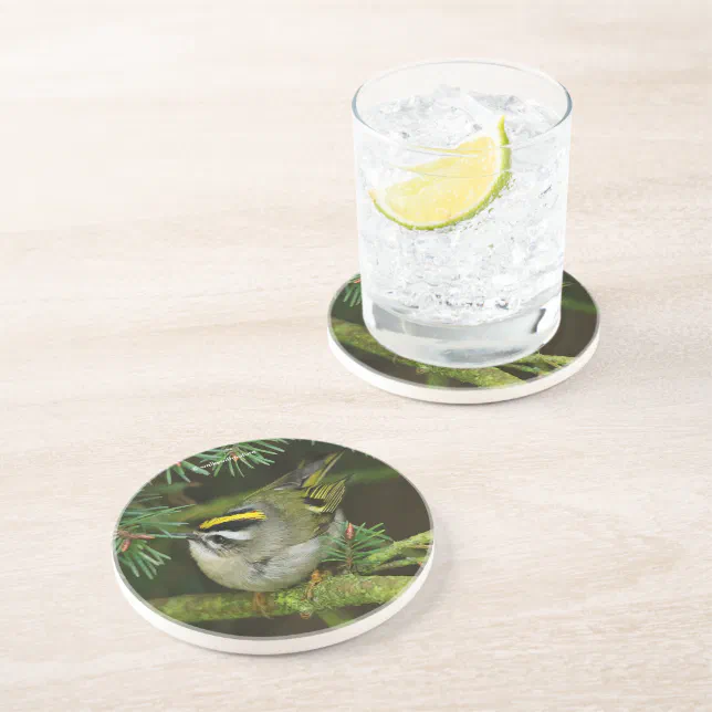 Cute Kinglet Songbird Causes a Stir in the Fir Coaster