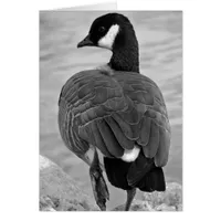 Proud Goose All Occassions Greeting Card