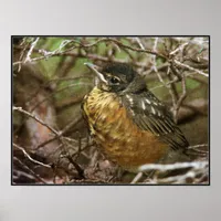 Baby Robin Poster