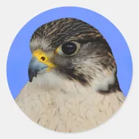 Gyrfalcon Saker Hybrid Falcon Classic Round Sticker