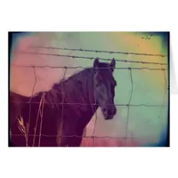 Horse Behind the Fence