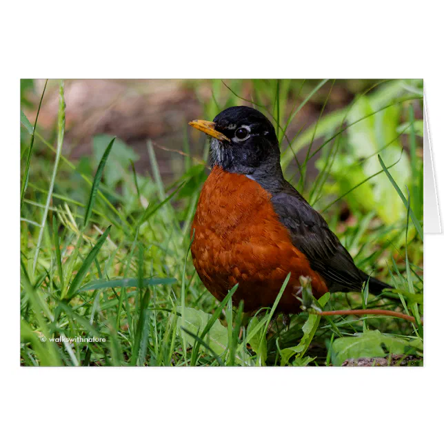 A Curious American Robin