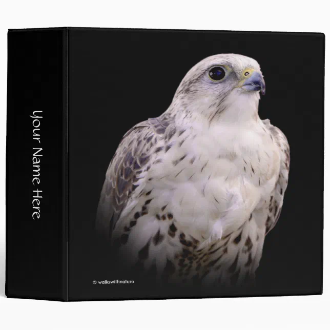 Vignetted Portrait of an Inquisitive Saker Falcon Binder