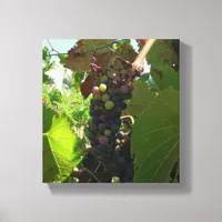 Canvas print - Cluster of grapes on vine