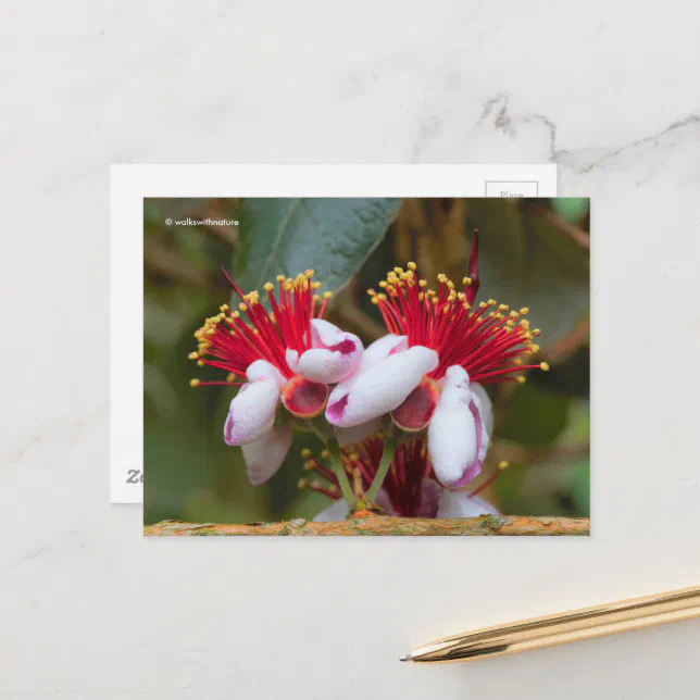 Flowering Pineapple Guava / Guavasteen / Feijoa Postcard