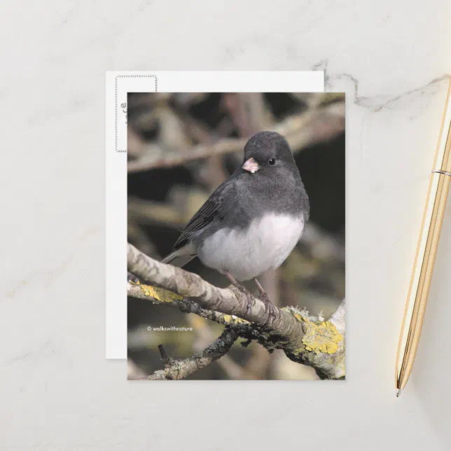 Slate-Colored Dark-Eyed Junco on the Pear Tree Postcard