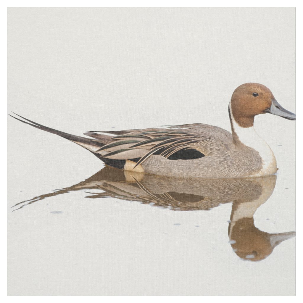 Reflections of a Northern Pintail Duck Fabric