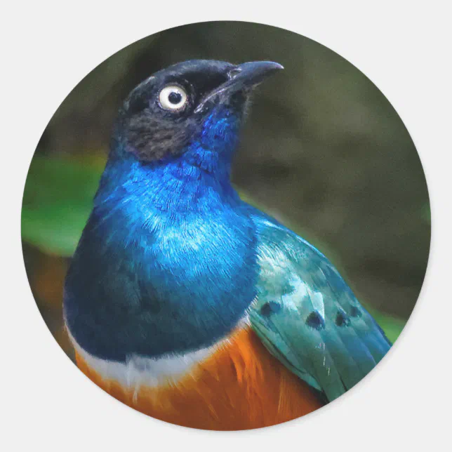 A Stunning African Superb Starling Classic Round Sticker