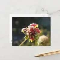A frosty flower postcard