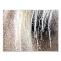 Palomino Photo Print