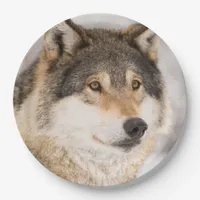 Wolf birthday boy paper plates