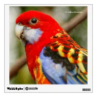 A Cheeky Eastern Rosella Wall Sticker