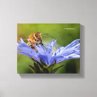 Honeybee on the Flowering Radicchio Canvas Print