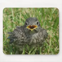 Baby Bluebird Mouse Pad