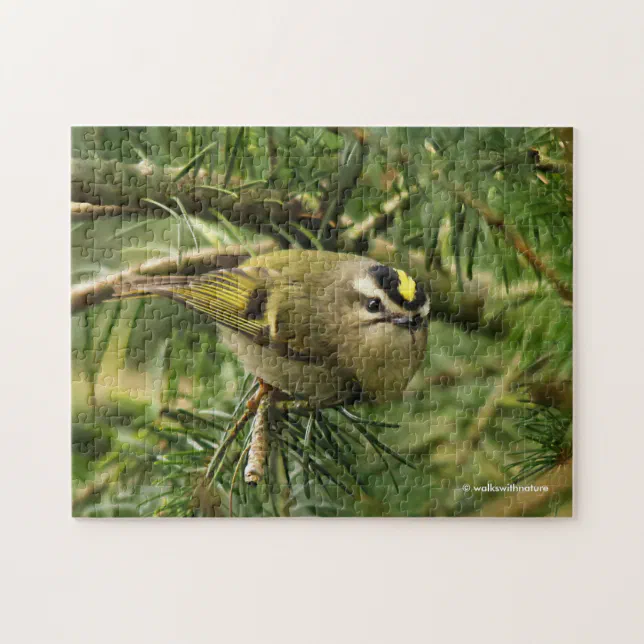 Cute Kinglet Songbird Causes Stir in the Fir Jigsaw Puzzle