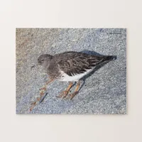 Stunning Black Turnstone Shorebird on the Rock Jigsaw Puzzle
