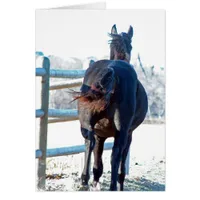 Gallop Away