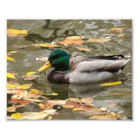 Mallard Duck in the Water with Fall Leaves Photo Print