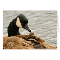 Canada Goose Preening on the Lake Cards