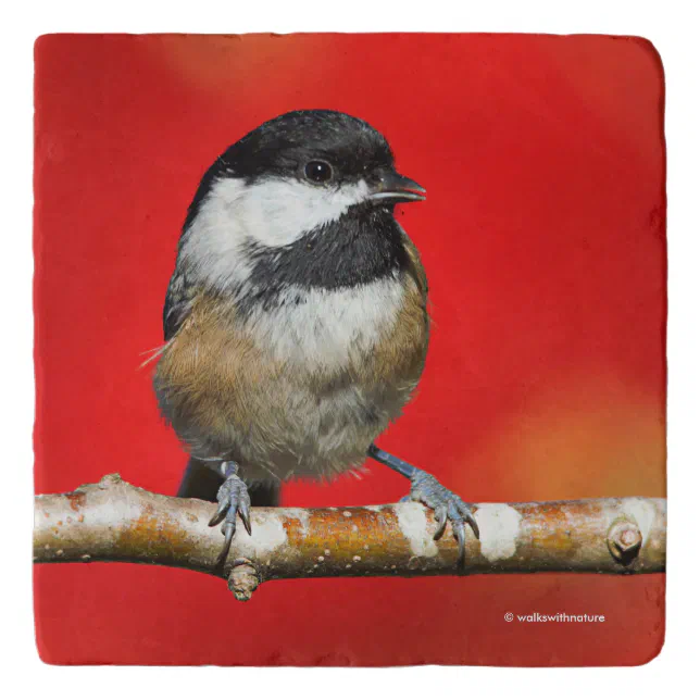 Black-Capped Chickadee on Autumn Red Background Trivet