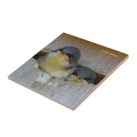 Tree Swallows Looking Out at the Big Wide World Ceramic Tile