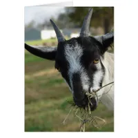 Mmmm... Hay
