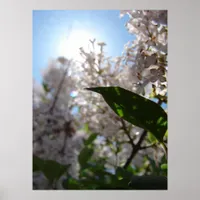 Lilac Poster