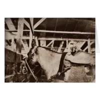 Antique Looking Horse Photo