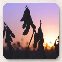Soybeans at Sunset Beverage Coaster