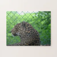 Leopard in Captivity Jigsaw Puzzle