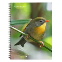 Colorful Leiothrix / Pekin Robin Songbird Notebook