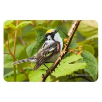 Beautiful Chestnut-Sided Warbler on a Branch Magnet