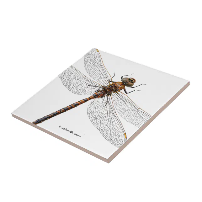 Closeup of a Canada Darner Dragonfly Tile