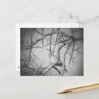 A beautiful Dove Black and White Postcard