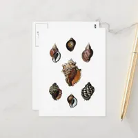 Vintage Seashells Postcard