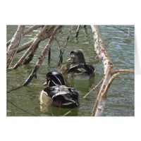 Wood Duck Pair