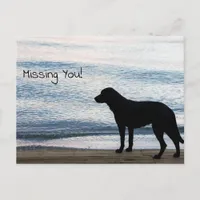 A Lonely Dog with "Missing You" Message Postcard