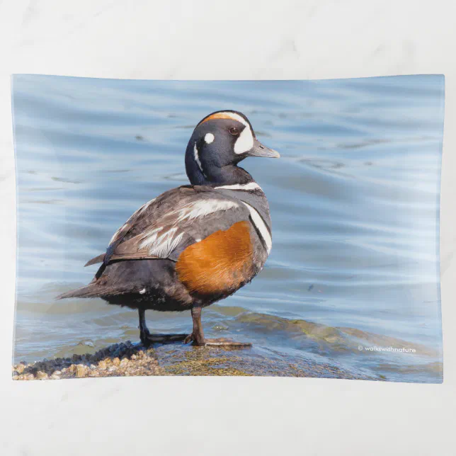 Beautiful Harlequin Duck on the Rock Trinket Tray