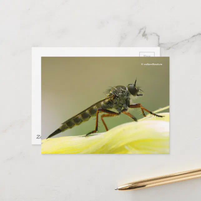 Assassin Fly Robber Fly Postcard