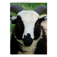 RJ the Jacob Ram Lamb