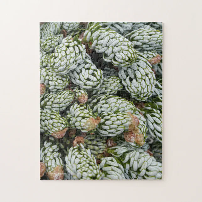 Stunning Closeup Dwarf Korean Fir Jigsaw Puzzle