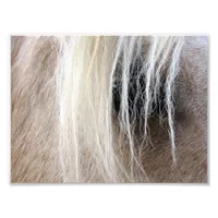 Palomino Photo Print