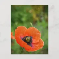 Wild Orange Poppy Flower (NZ) Postcard