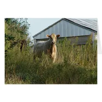 Beautiful Bovine All Occasion Blank Greeting Card