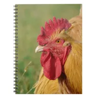 Buff Rooster Notebook